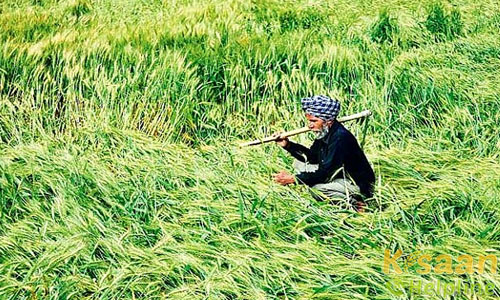 किसान भाई, ओलावृष्टि से खराब फसल के लिए क्या करे